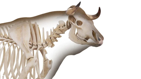 白色背景下的牛骨架 — 图库照片