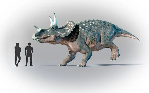人間とトリケラトプスの相対的なスケールを示す作品 トリケラトプスは 三角顔 を意味し ステラコサウルス ペンタケラトプス トロサウルスを含むセラトプシスと呼ばれる恐竜の家族全体の名前である トリケラトプスは — ストック写真