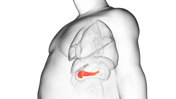 Die Bauchspeicheldrüse Des Fettleibigen Mannes Illustration — Stockfoto
