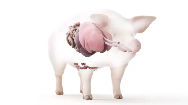 Anatomie Porc Isolée Sur Fond Blanc Illustration — Photo
