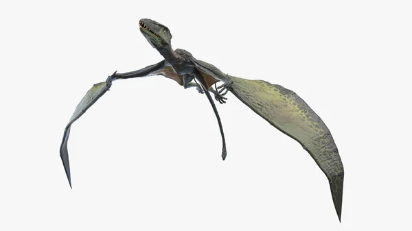 Dimorphodon Izolovaný Bílém Pozadí Ilustrace — Stock fotografie
