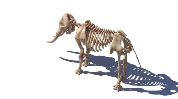 Squelette Éléphant Sur Fond Blanc Illustration — Photo