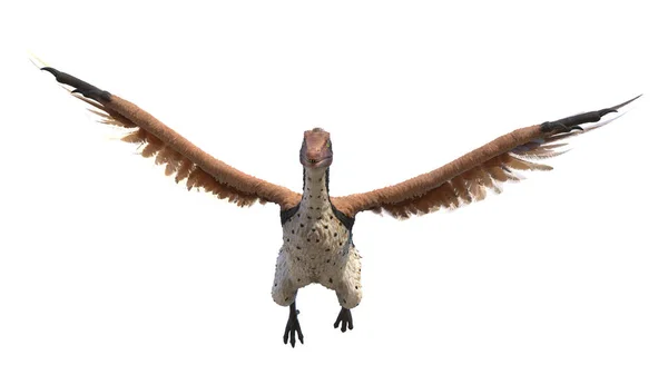 Archaeopteryx Elszigetelt Fehér Háttér Illusztráció — Stock Fotó
