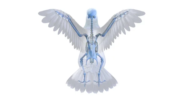 Голубиный Скелет Белом Фоне Иллюстрация — стоковое фото