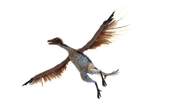 Archeopteryx Geïsoleerd Witte Achtergrond Illustratie — Stockfoto