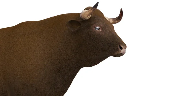 Cattle Anatomy White Background Illustration — Stock Photo, Image