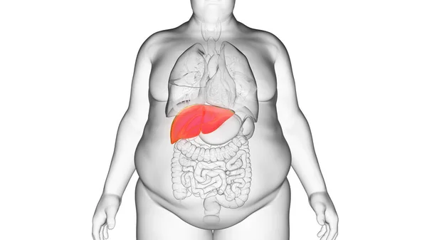 Hígado Hombre Obeso Ilustración —  Fotos de Stock