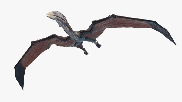 Hatzegopteryx Isoliert Auf Weißem Hintergrund Illustration — Stockfoto