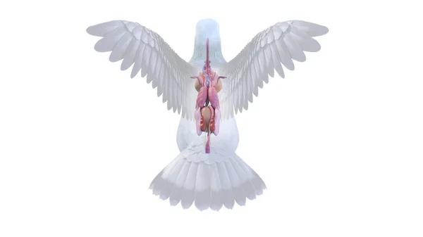 Pigeon Organs White Background Illustration — Stock Photo, Image