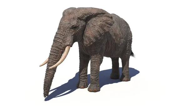白色背景上的大象 — 图库照片