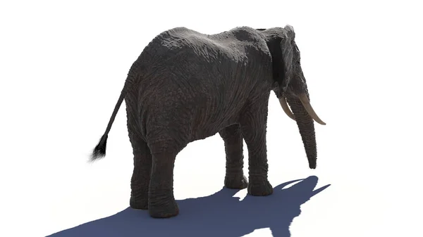 Gajah Atas Latar Belakang Putih Ilustrasi — Stok Foto