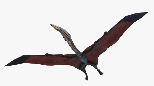 白色の背景に単離されたHatzegopteryx イラスト — ストック写真