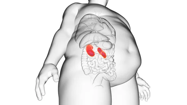 Νεφροί Παχύσαρκου Ανθρώπου Απεικόνιση — Φωτογραφία Αρχείου