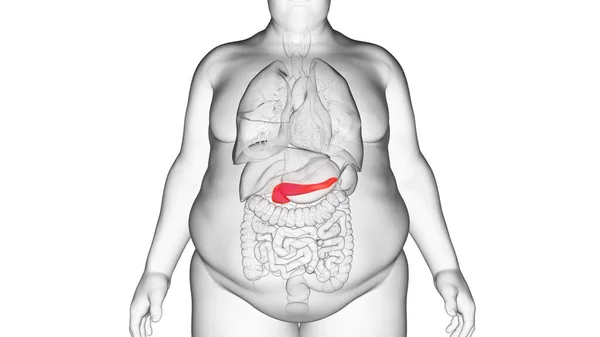 Obese Man Pancreas Illustration — Stock Photo, Image