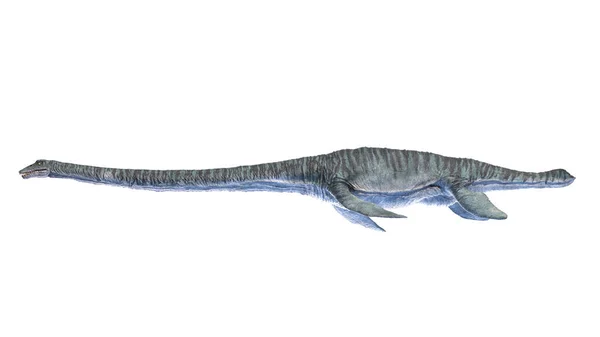 Elasmosaurus Isolerad Vit Bakgrund Illustration — Stockfoto