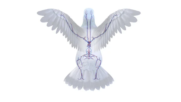Pigeon Vascular System Illustration — Stock Photo, Image