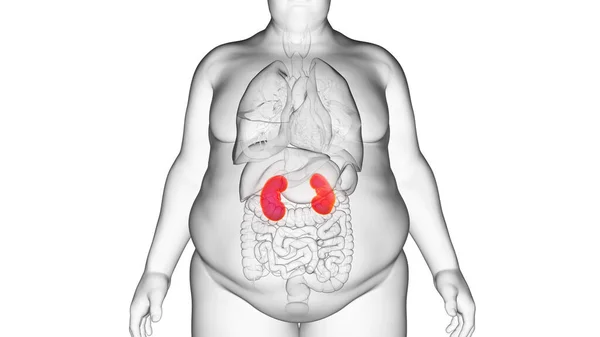 Obézní Ledviny Ilustrace — Stock fotografie