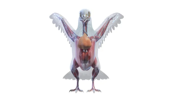Beyaz Arkaplan Üzerinde Güvercin Anatomisi Illüstrasyon — Stok fotoğraf