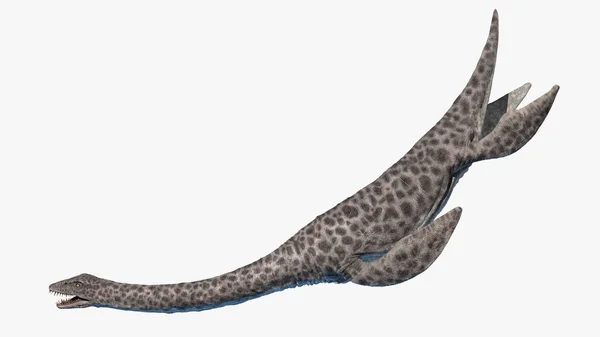 Beyaz Arkaplanda Izole Edilmiş Plesiosaurus Resimleme — Stok fotoğraf
