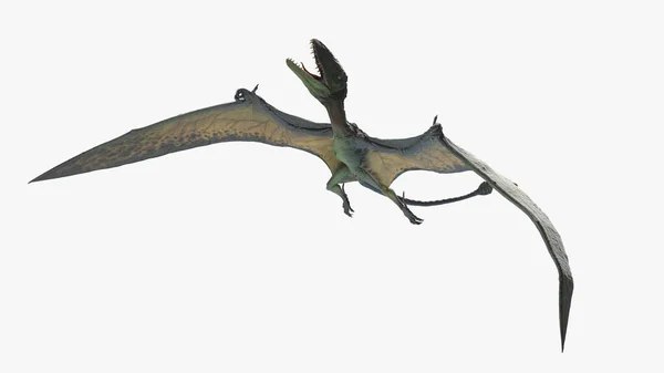 Dimorphodon Izolowany Białym Tle Ilustracja — Zdjęcie stockowe