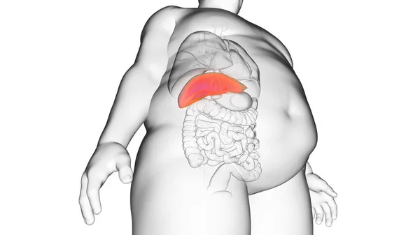 肥胖男子的肝脏 — 图库照片