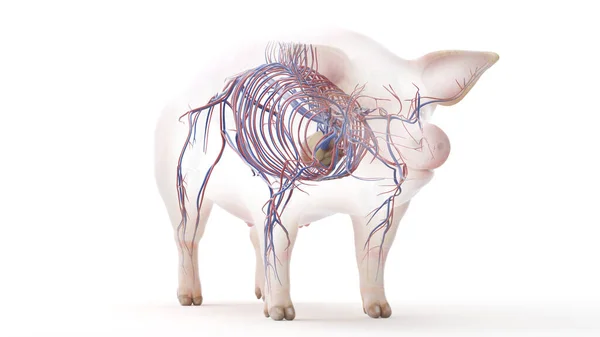 배경에 분리되어 돼지의 — 스톡 사진