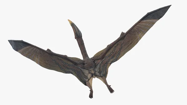 Hatzegopteryx Isolado Sobre Fundo Branco Ilustração — Fotografia de Stock