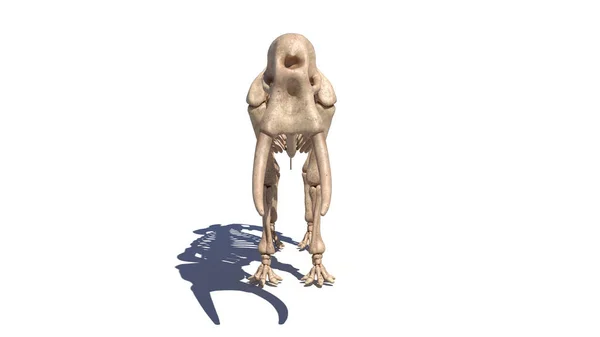 Скелет Слона Белом Фоне Иллюстрация — стоковое фото