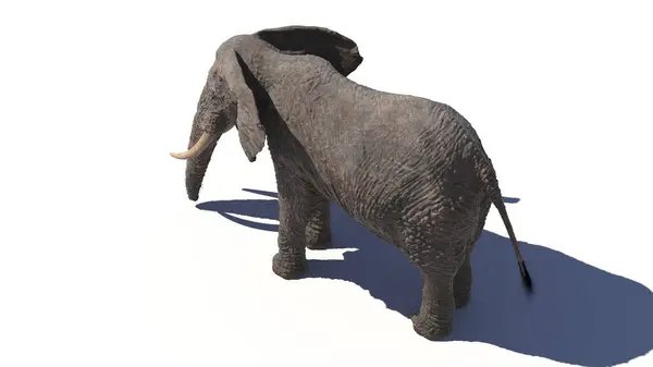 Elefant Hvid Baggrund Illustration - Stock-foto