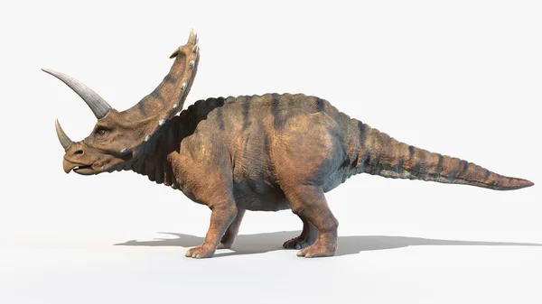 Pentaceratops Isolerad Vit Bakgrund Illustration — Stockfoto