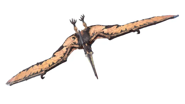 Pteranodon Isolerad Vit Bakgrund Illustration — Stockfoto
