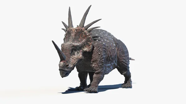 Styracosaurus Isolé Sur Fond Blanc Illustration — Photo