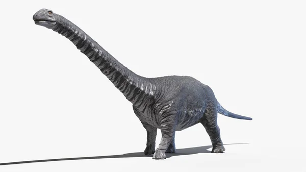 阿根廷龙 Argentinosaurus 以白色背景为背景 — 图库照片