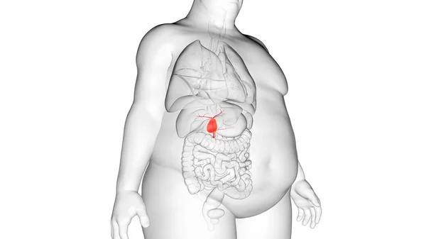 Obese Man Gallbladder Illustration — Stock Photo, Image