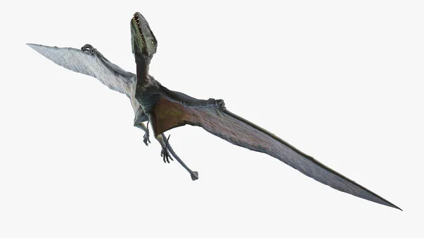 Dimorphodon Isolerad Vit Bakgrund Illustration — Stockfoto