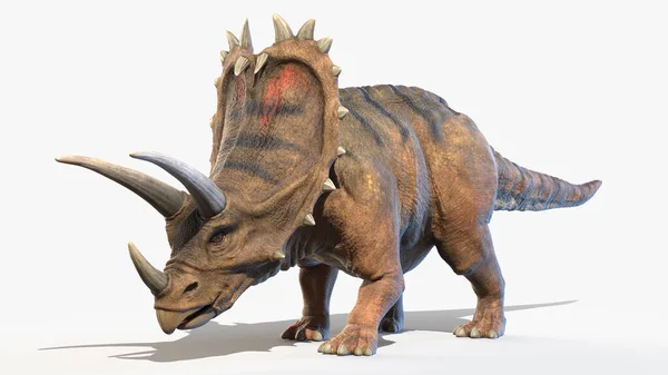 Pentaceratops Isolerad Vit Bakgrund Illustration — Stockfoto