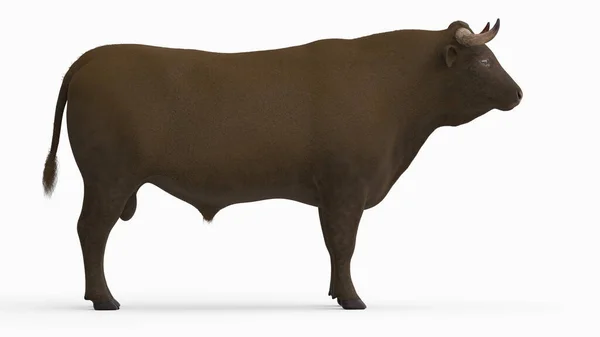 白色背景上的牛解剖学图解 — 图库照片