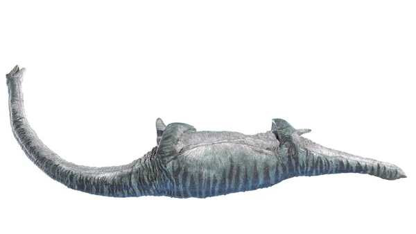 Elasmosaurus Isoliert Auf Weißem Hintergrund Illustration — Stockfoto