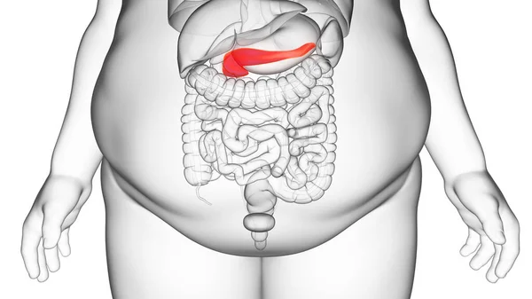 Obez Adamın Pankreası Illüstrasyon — Stok fotoğraf