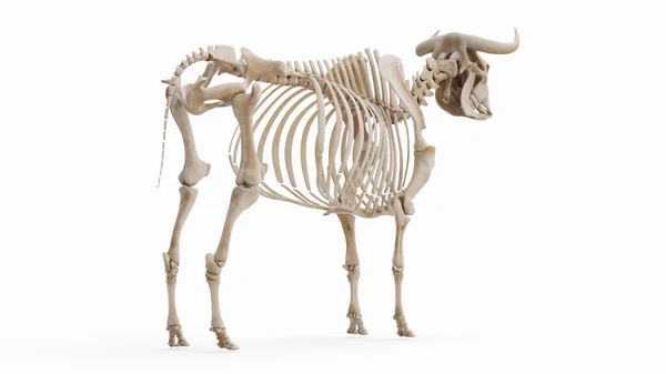 Скелет Скота Белом Фоне Иллюстрация — стоковое фото