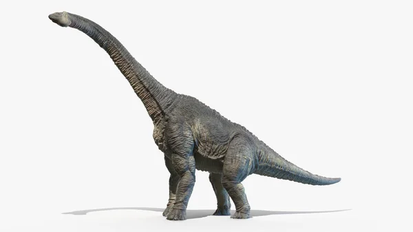 Brachiosaurus Απομονώνονται Λευκό Φόντο Εικονογράφηση — Φωτογραφία Αρχείου