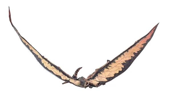 Pteranodon Geïsoleerd Witte Achtergrond Illustratie — Stockfoto