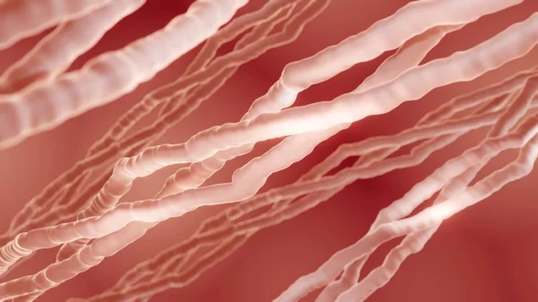 Illustration Collagen Molecule Collagen Protein Main Component Connective Tissue Skin — Stock Photo, Image