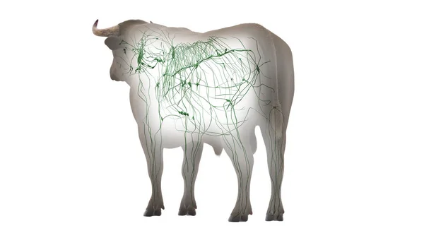 Rinder Lymphsystem Auf Weißem Hintergrund Illustration — Stockfoto