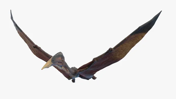 Hatzegopteryx Beyaz Arkaplanda Izole Edilmiş Illüstrasyon — Stok fotoğraf