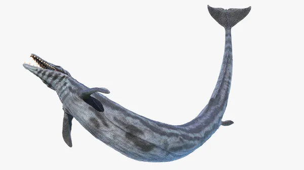 Basilosaurus Isolado Sobre Fundo Branco Ilustração — Fotografia de Stock