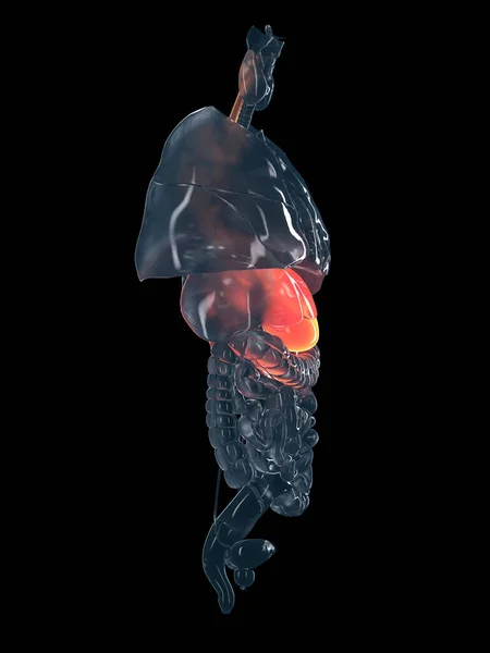 Ludzki Żołądek Czarnym Tle Ilustracja — Zdjęcie stockowe
