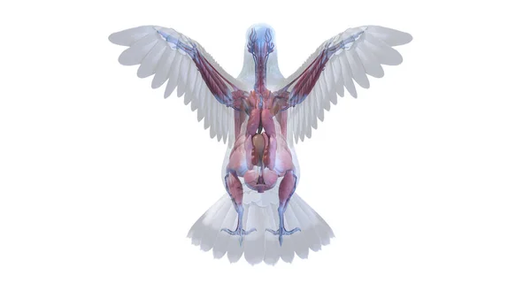 Anatomie Pigeon Sur Fond Blanc Illustration — Photo