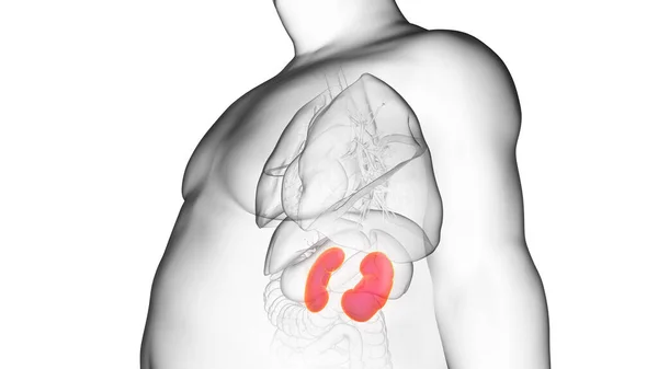 Obese Man Kidneys Illustration — Stock Photo, Image