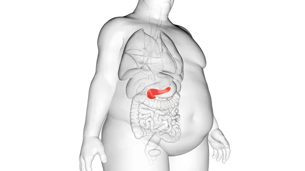 Πάγκρεας Του Παχύσαρκου Ανθρώπου Απεικόνιση — Φωτογραφία Αρχείου